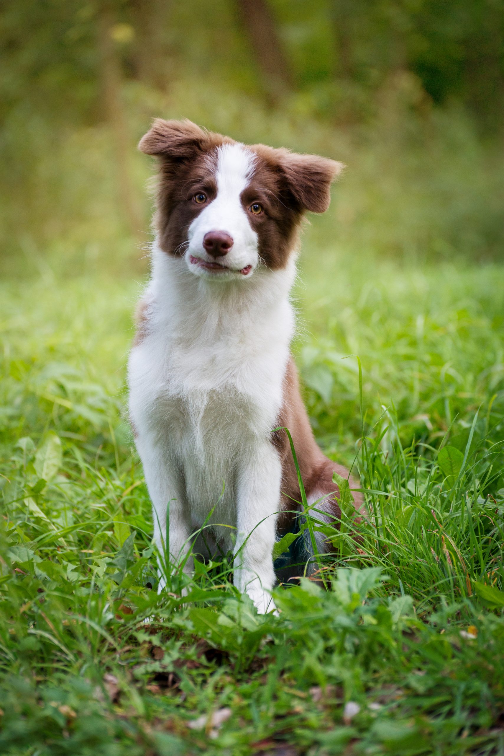 adorable border collie puppy sitting ground four months old fluffy puppy park scaled