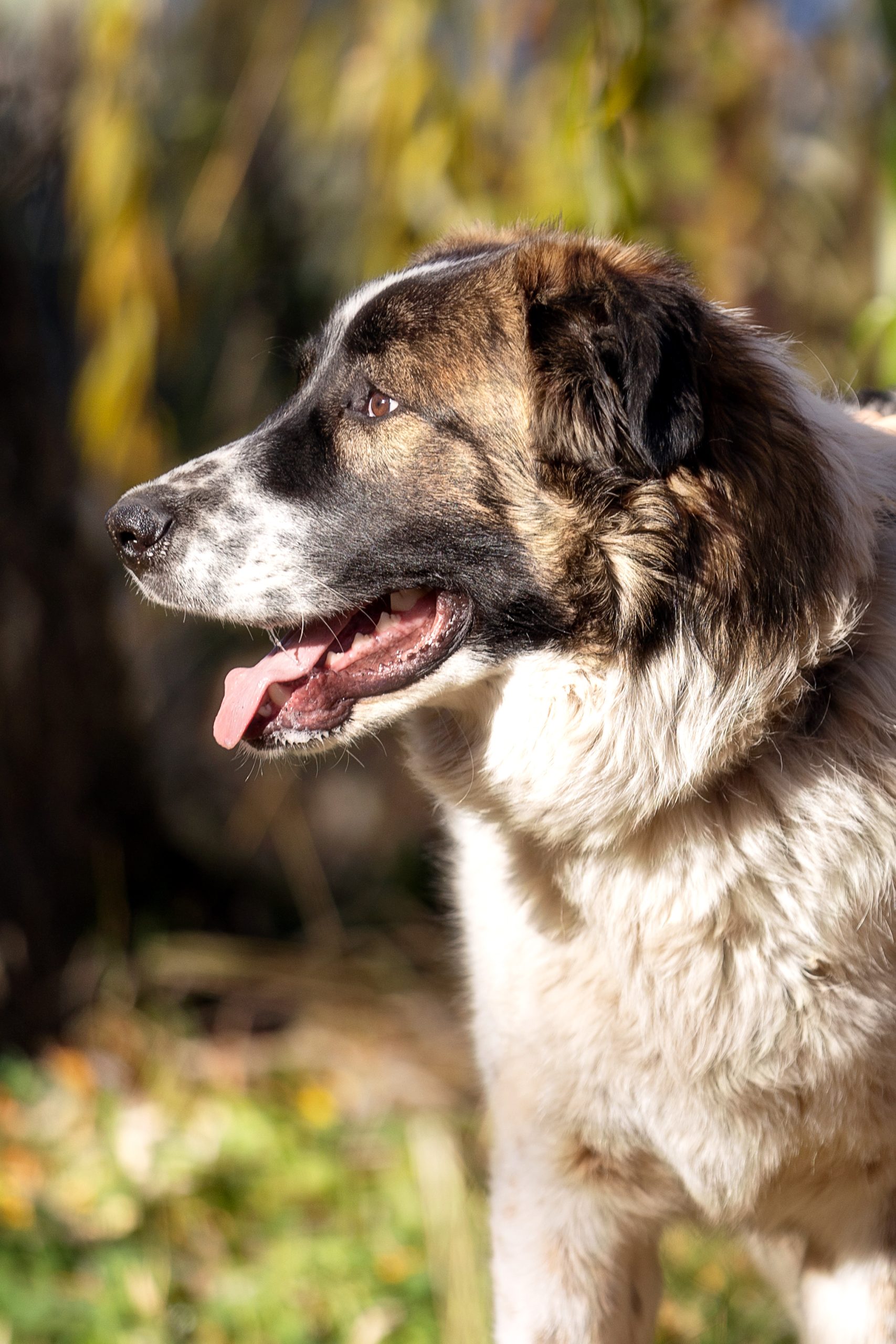 bulgarian shepherd karakachan dog closeup face profile scaled