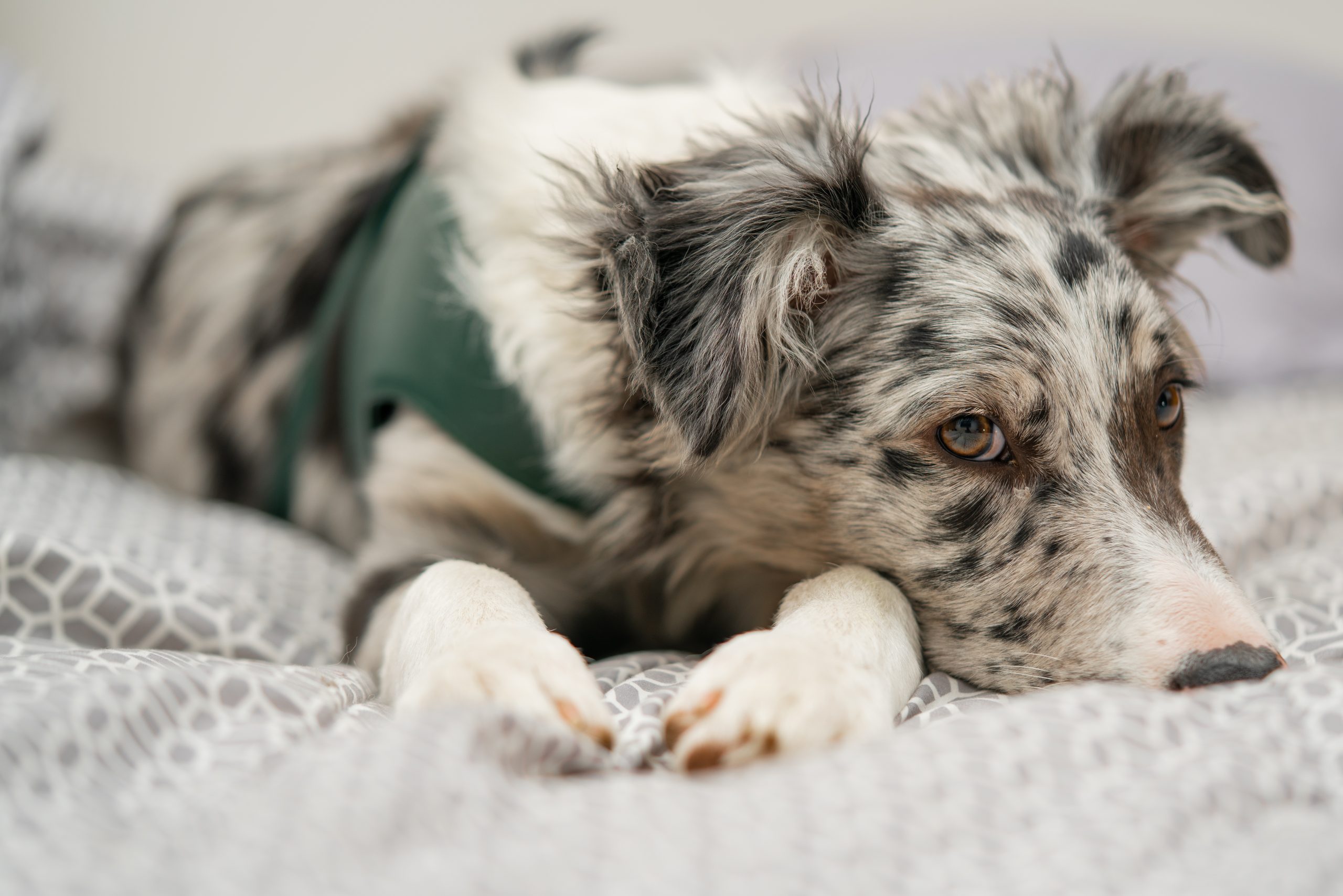 dog puppy border collie merle scaled